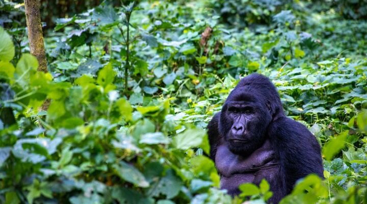 Are Gorillas Aggressive & Dangerous Gorilla Attacks.