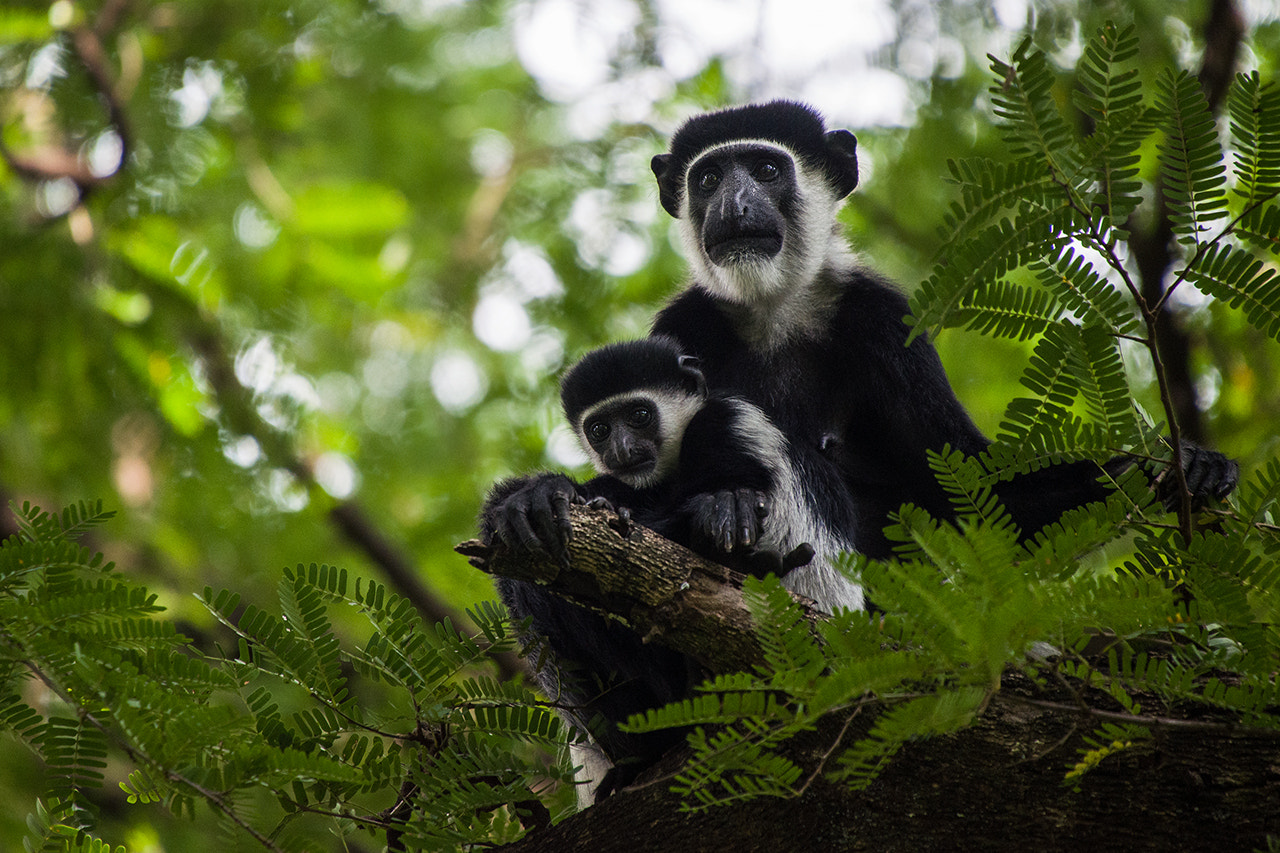 Black-and-white colobus monkeys - Go Gorilla Safaris