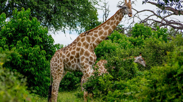 Botswana Safari Cost, 11 Best Botswana Tour Packages 2025