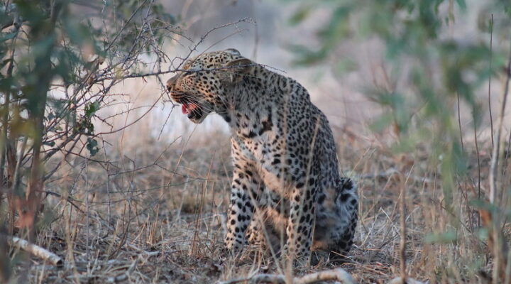 Cost of a safari in Kruger National Park