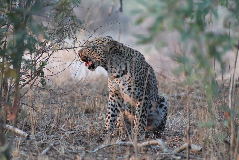 Cost of a safari in Kruger National Park