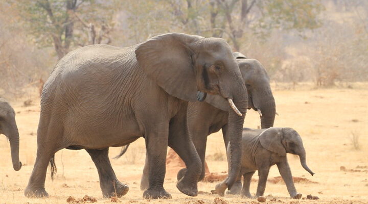 Cost of safari in Zimbabwe
