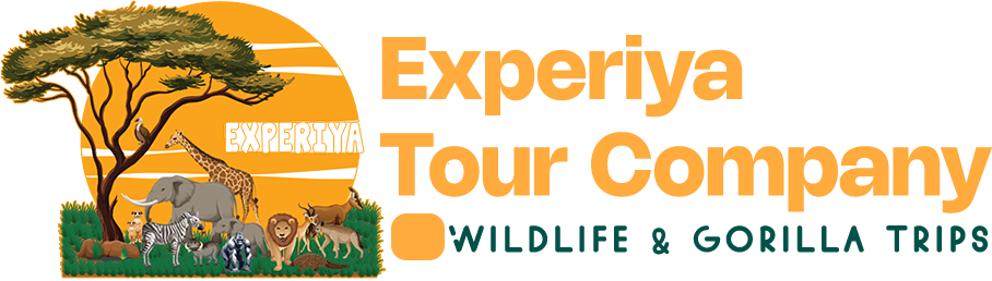 Go Gorilla Trekking Safari