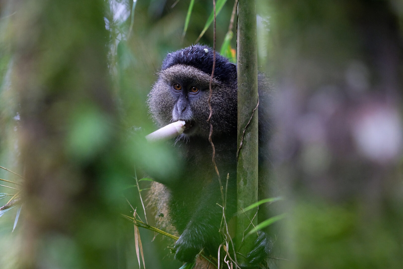 Golden Monkey - Go Gorilla Safaris