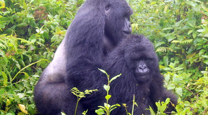 How Do Gorillas Mate Gorilla Breeding Guide