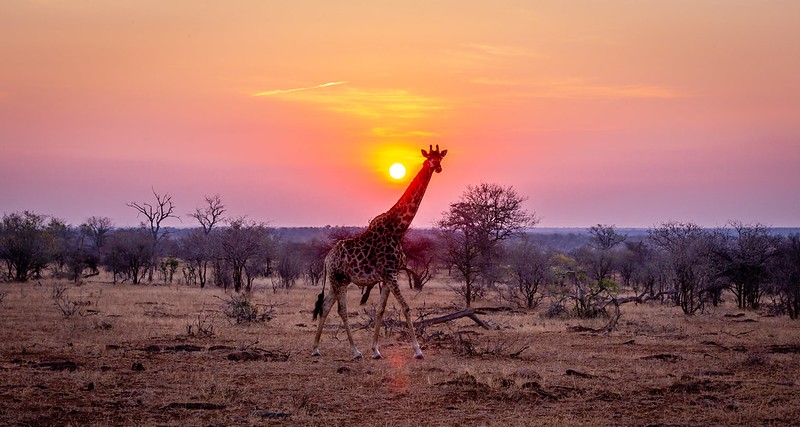 How much does a safari in South Africa Cost