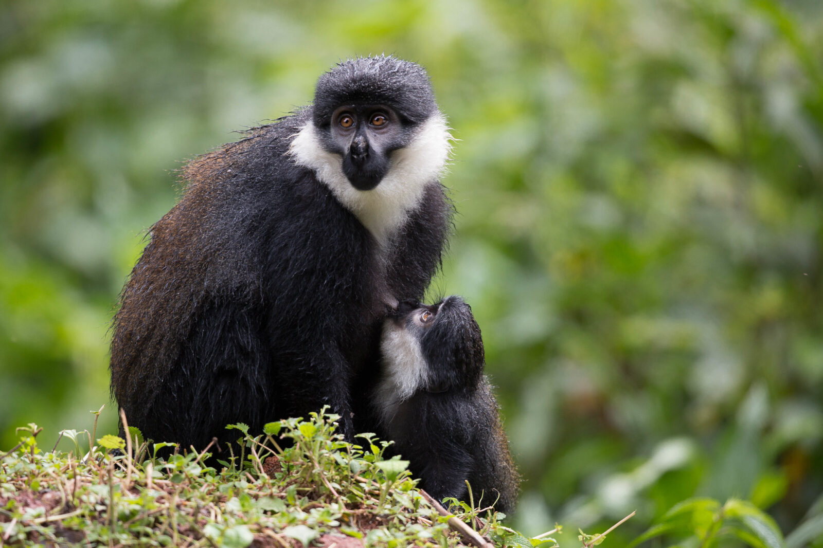 L'Hoest's monkeys - Go Gorilla Safaris