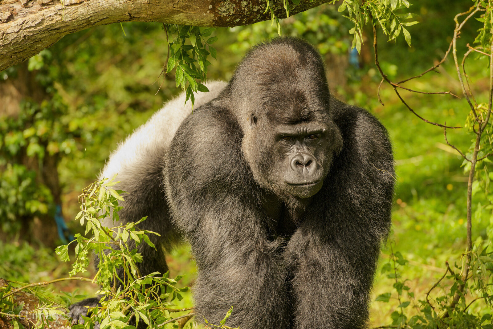 Lowland Gorilla - Go Gorilla Safaris
