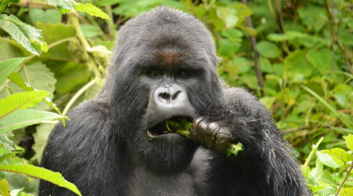 Luxury Gorilla Trekking Rwanda & Uganda