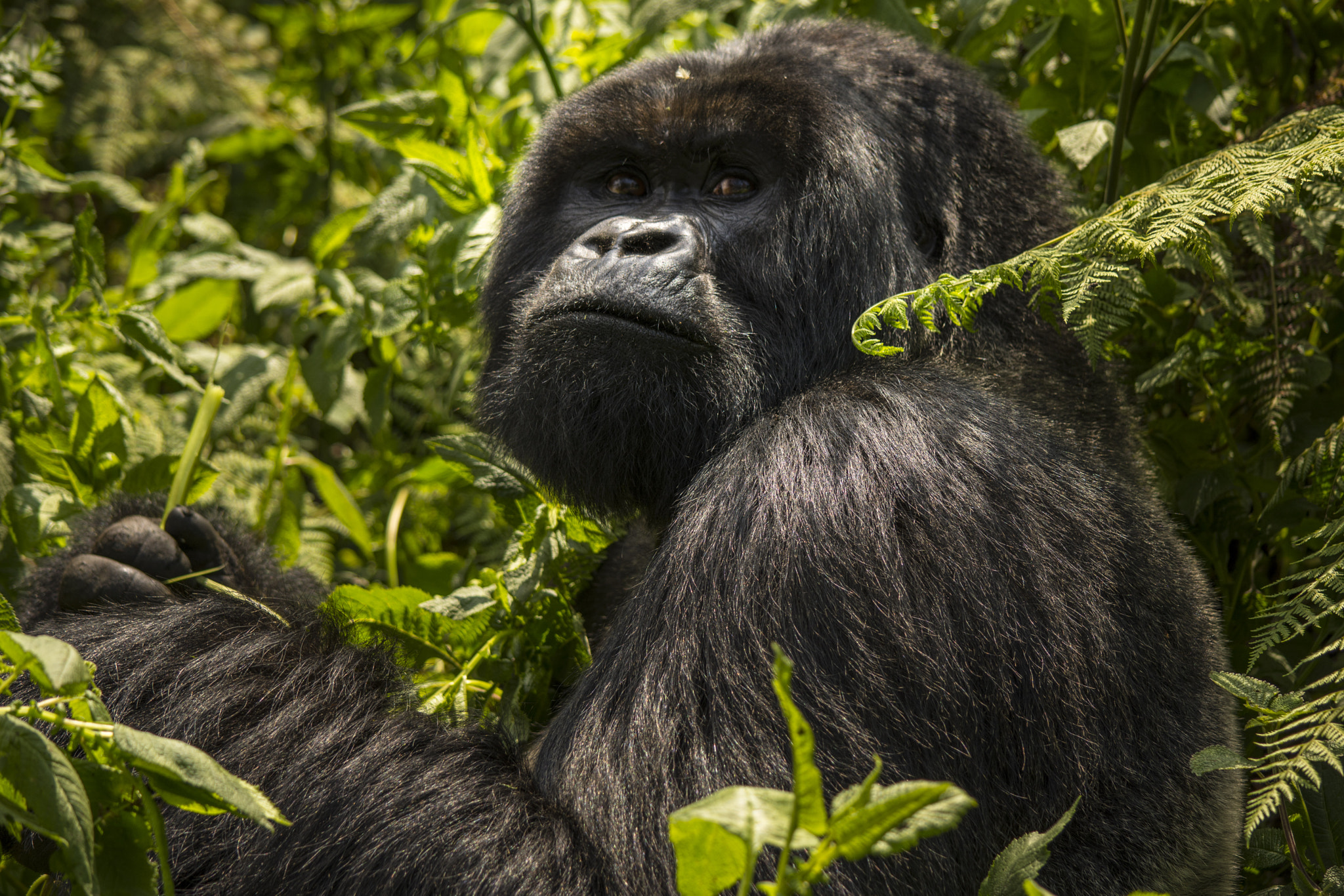 Mountain Gorilla - Go Gorilla Safaris