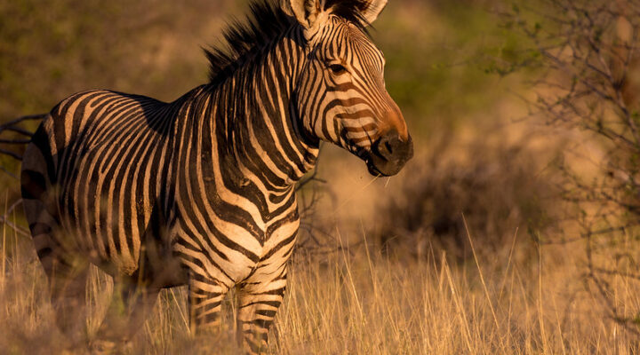 Namibia Safari Cost, Prices Day By Day, Guidelines For 2025