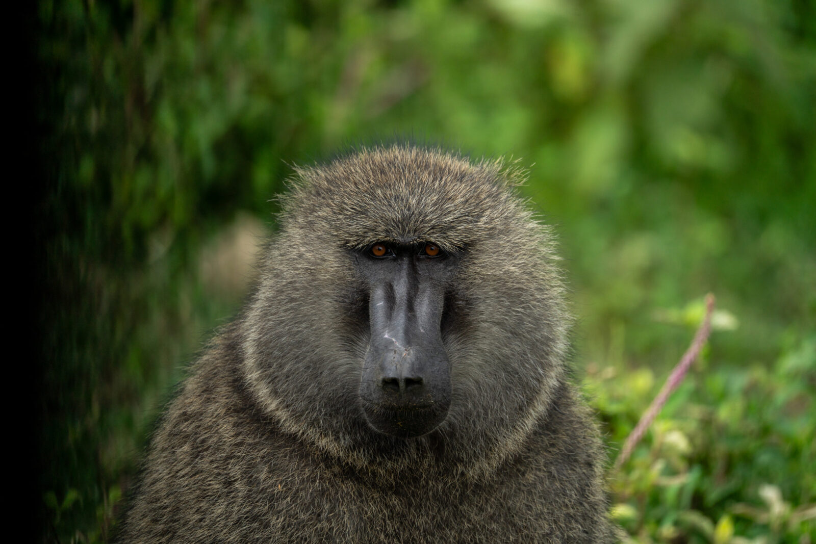 Olive baboons - Go Gorilla safaris