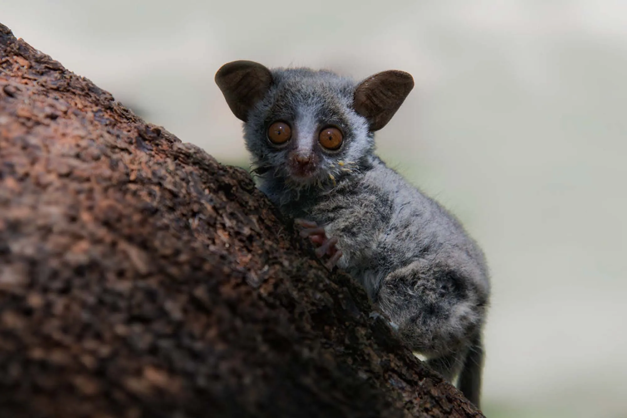 Pottos - Go Gorilla Safaris