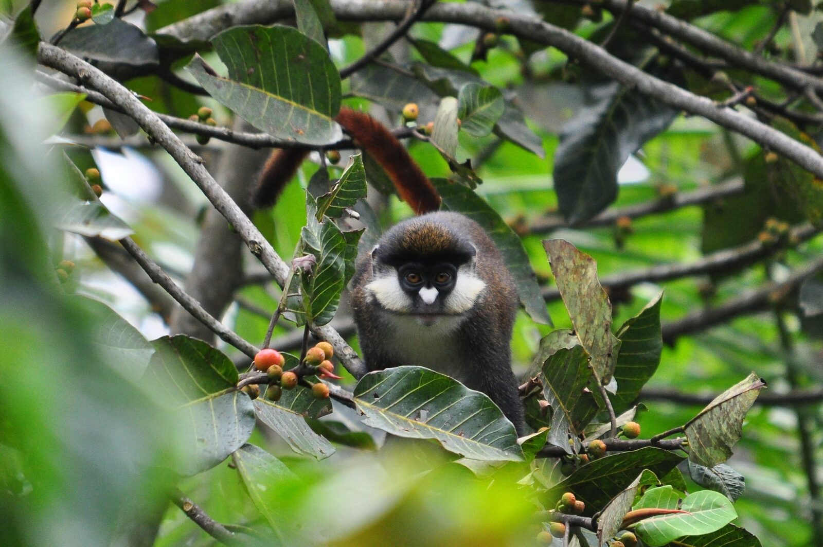 Red-tailed monkeys - Go Gorilla Safaris