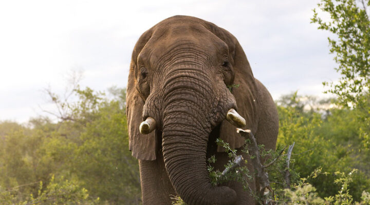 South African Safari Cost, Day By Day Prices, 2025