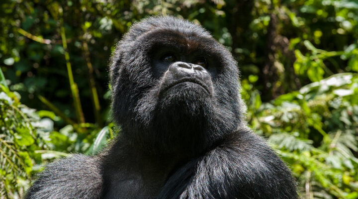UWA Announces Gorilla Trekking Permit Fee Increase ( $800)