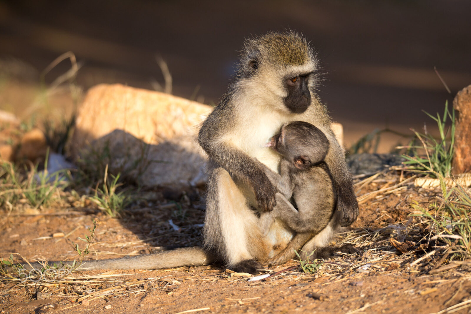 Vervet monkeys - Go Gorilla Safaris