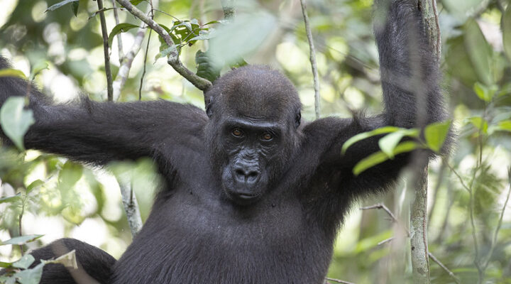 Western lowland gorilla (Gorilla gorilla gorilla)