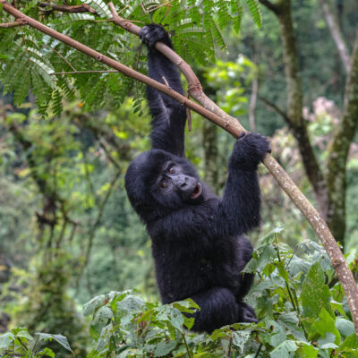 baby gorilla trekking swinging safari - Go Gorilla Safaris