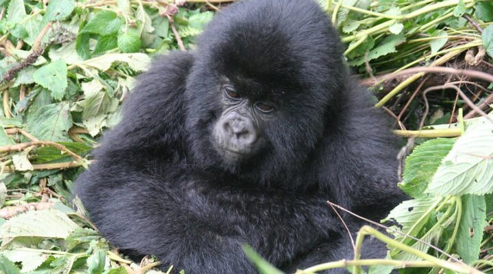 2025 Gorilla trekking safari in Rwanda
