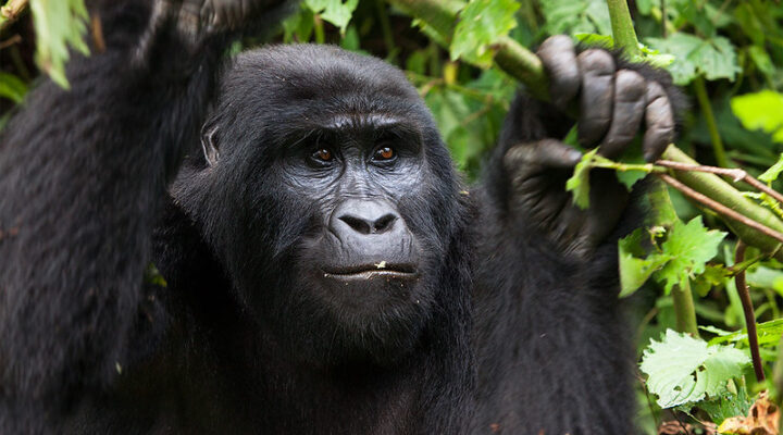 A complete guide to gorilla trekking in Uganda