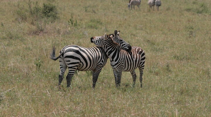 African Honeymoon Safaris, Best Romantic Tour Packages 2025