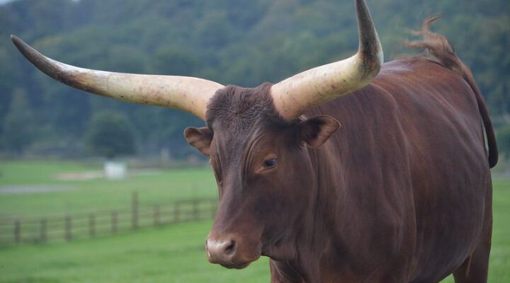 Ankole Cattle