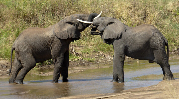 Best African Safari Countries & Beautiful Destinations , Top Picks 2025