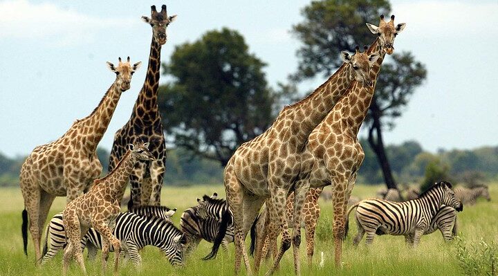 Best Luxury African Safari Tours 2025, Top Packages & Premium Resorts