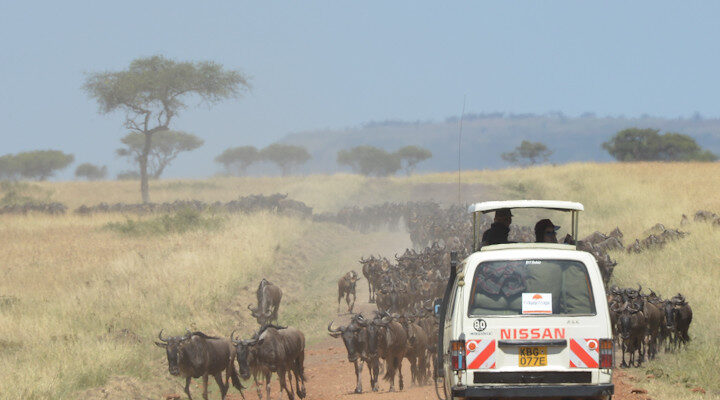 Best Masai Mara Safaris 2025, Costs & Safari Planner Tanzania