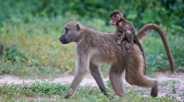 Best Time To Visit Botswana