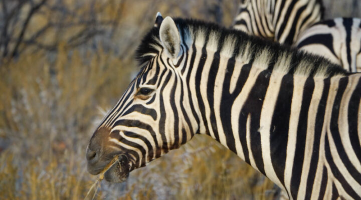 Best Time To visit Namibia