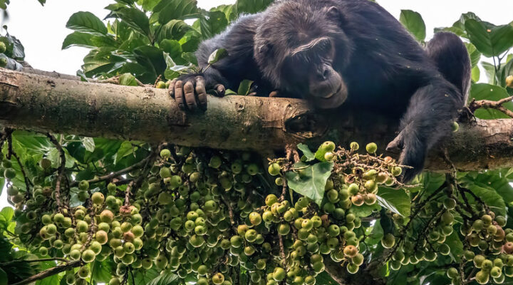Best place for chimpanzee trekking safari in Uganda