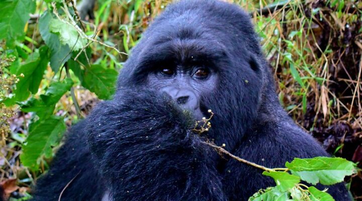 Best place for gorilla trekking 20252026