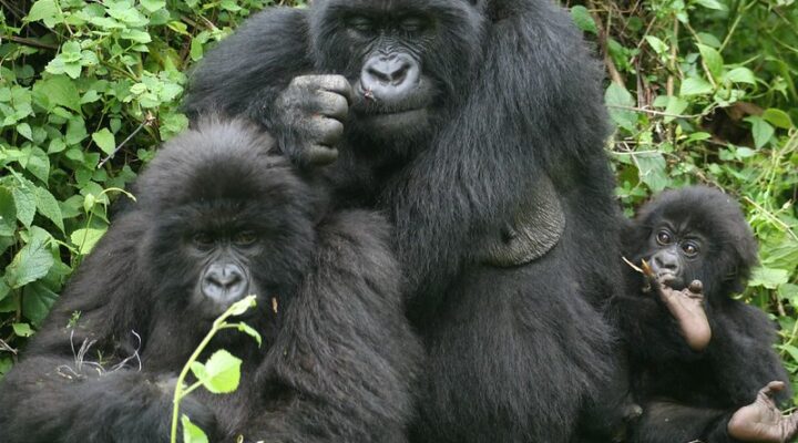 Best place for gorilla trekking in 2025 Uganda, Rwanda or Congo