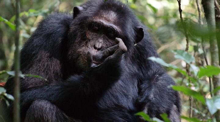 Best time to go chimpanzee trekking in Uganda and Rwanda