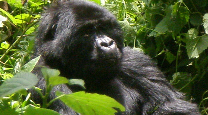 Best time to go gorilla trekking in Uganda and Rwanda