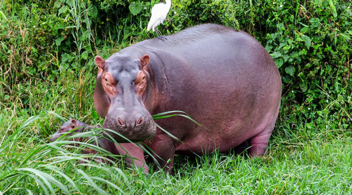 Best time to visit Queen Elizabeth national park