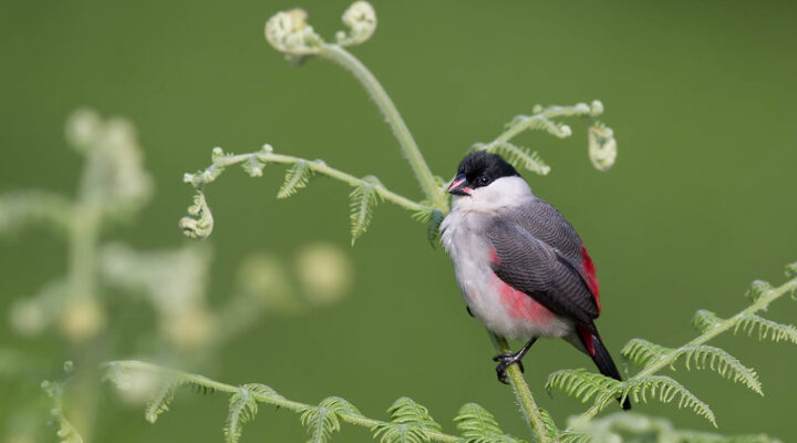 Bird watching in Nyungwe forest national park