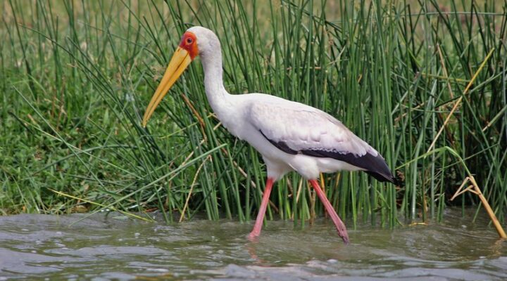 Bird watching in Queen Elizabeth national park