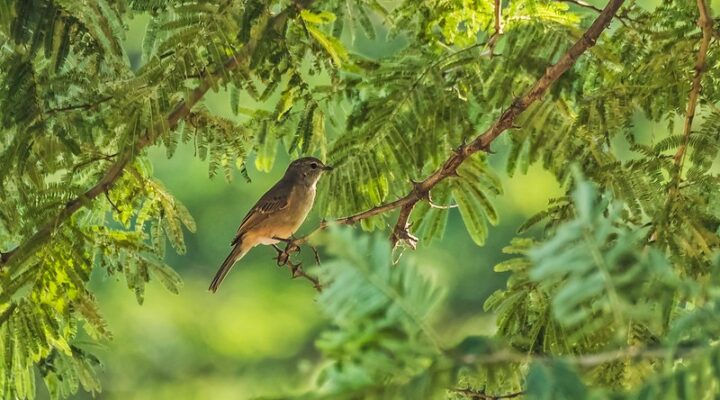 Birding Excursions in Semliki National Park