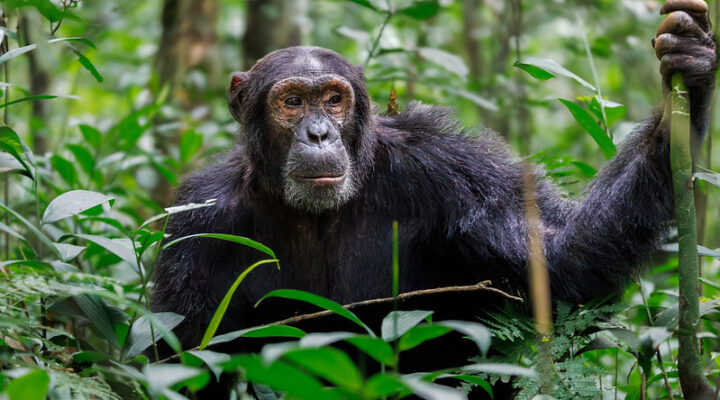 Booking chimpanzee trekking permits in Uganda