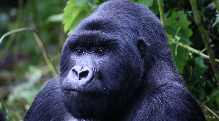 Budget Gorilla Trekking Rwanda 2025, Volcanoes National Park