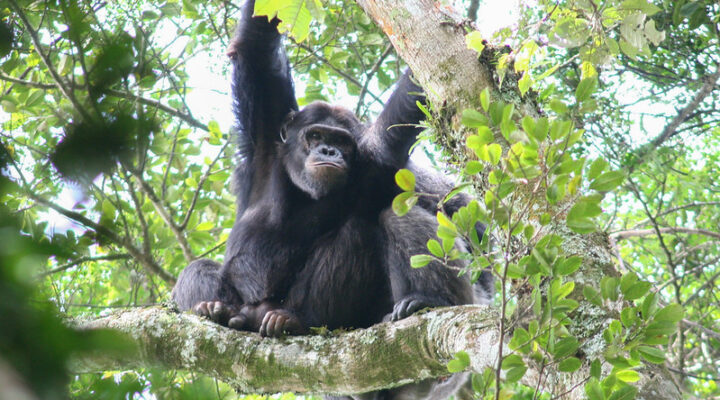 Chimpanzee trekking in Rwanda