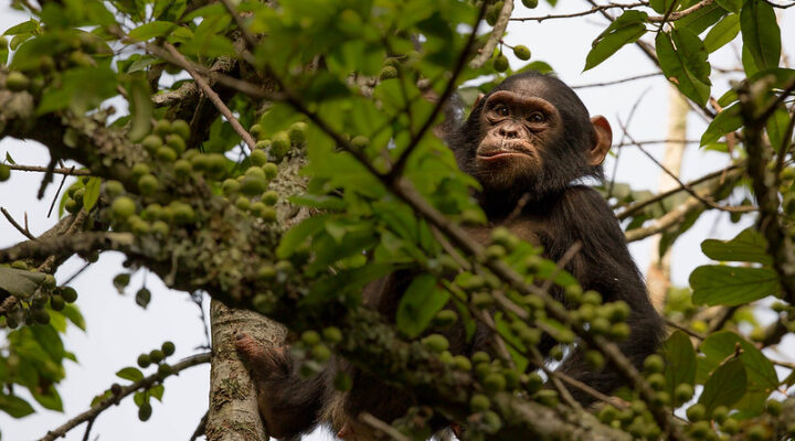 Chimpanzee trekking in Rwanda