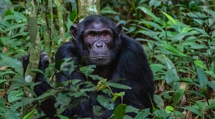 Chimpanzee trekking in Uganda 20242025