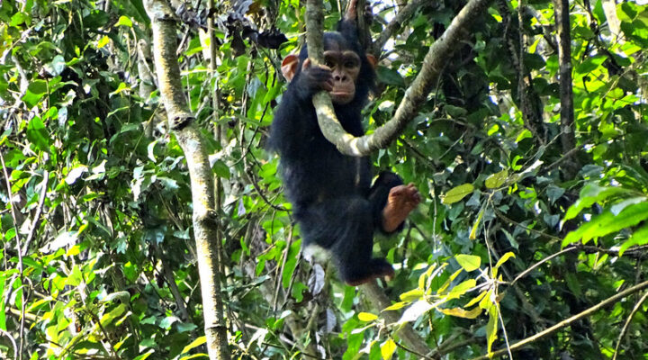 Chimpanzee trekking permits in Nyungwe forest national park