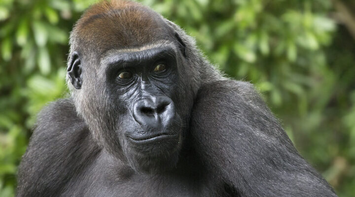 Comparing Gorilla Trekking in Bwindi and Mgahinga