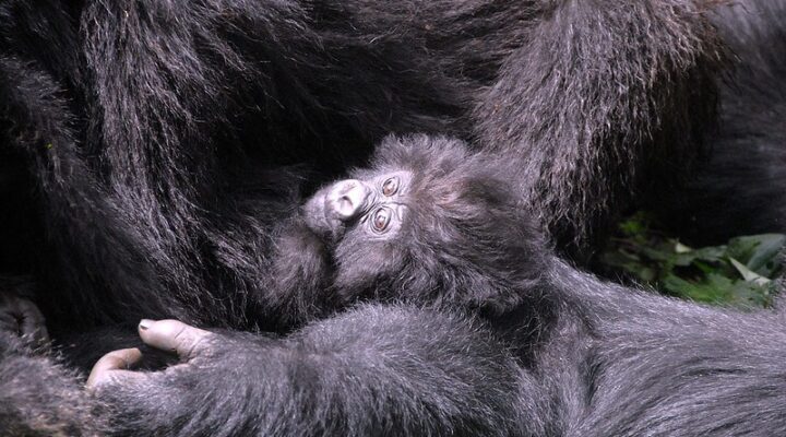 Cost of gorilla trekking permits in 20252026