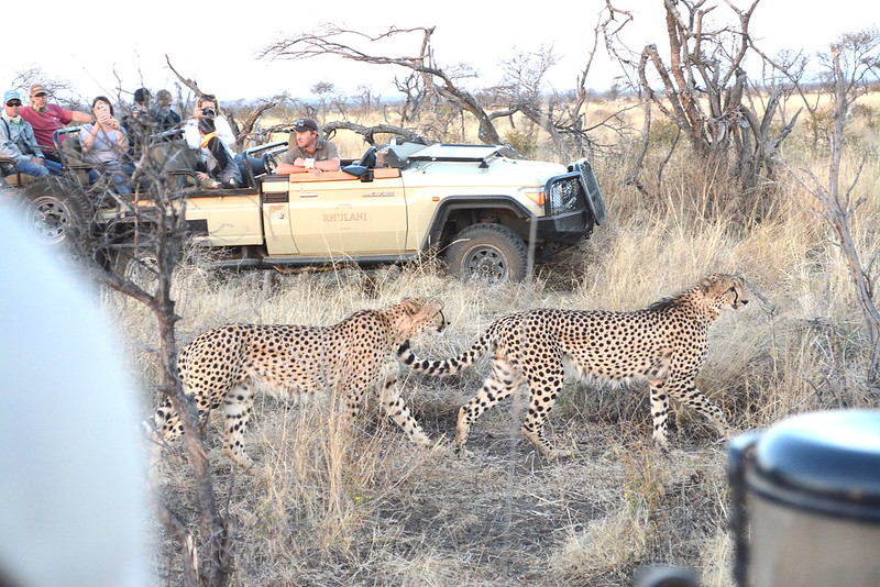 Family Safari in Africa, Kids on Safari, Packages, Destinations For Children